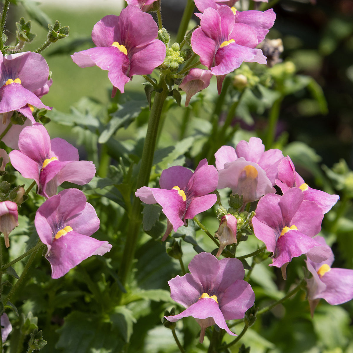 Némésie rose - Nemesia pink - Bakker
