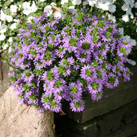 Scaevola purple - Scaevola violet - Fleurs pour terrasses et balcons