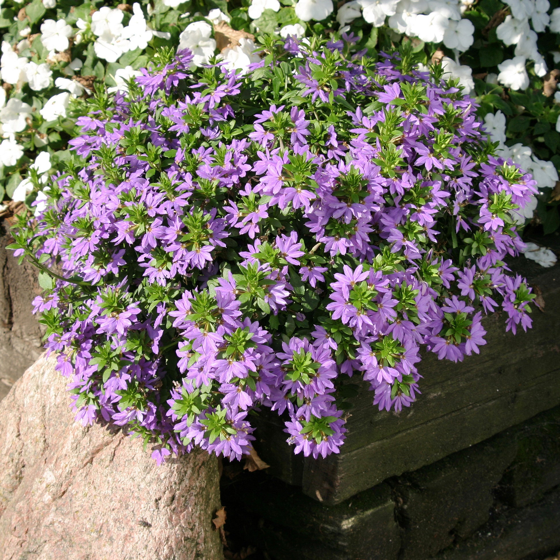 Scaevola purple - Scaevola violet - Fleurs pour terrasses et balcons