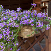 Scaevola violet - Bakker