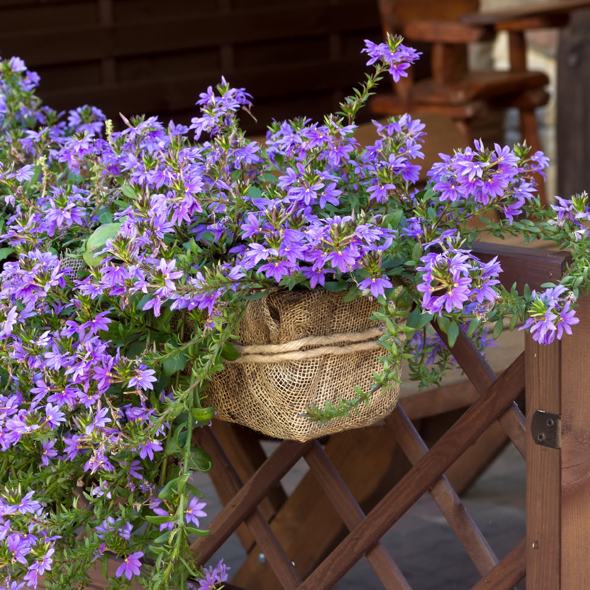 Scaevola violet - Bakker