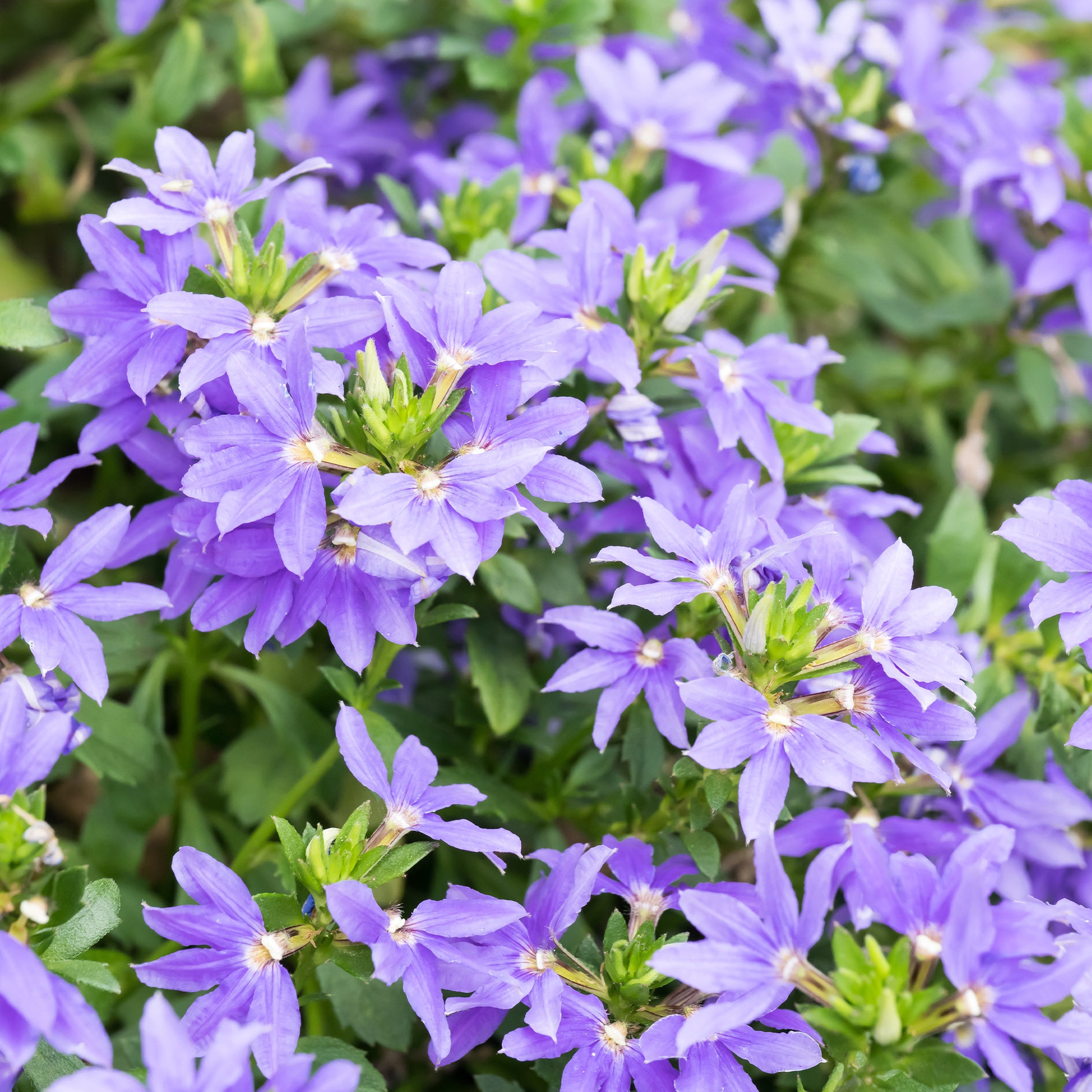Scaevola violet - Scaevola purple - Bakker