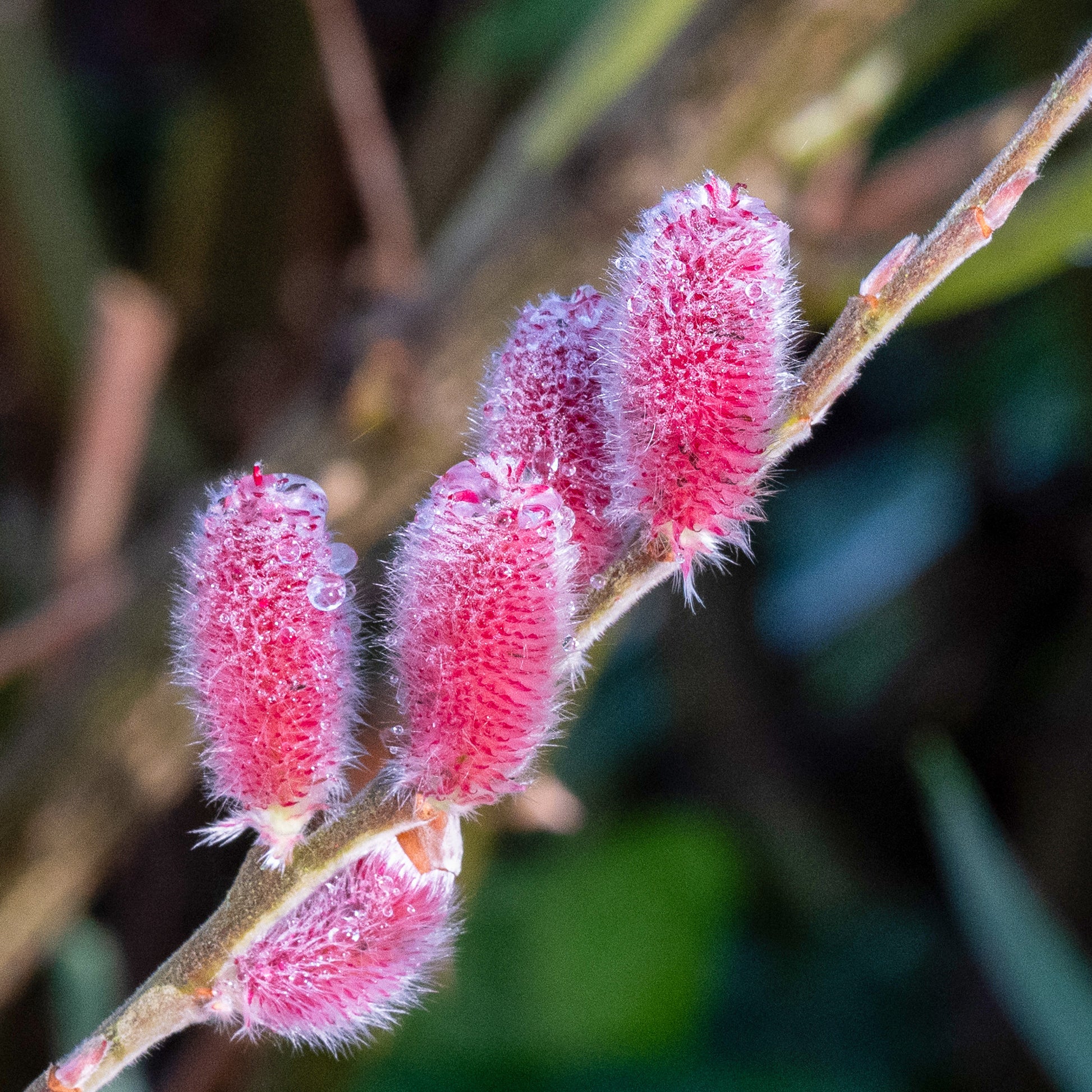 Saule à chatons roses sur tige - Salix  gracilistyla 'mount aso' tige 40 - Bakker