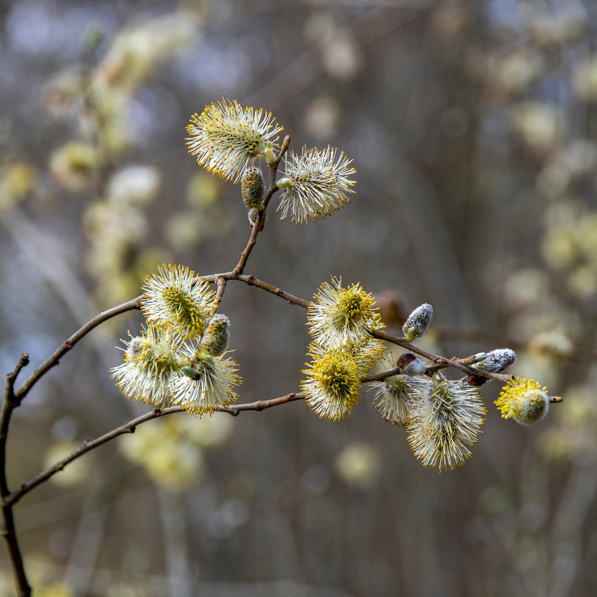 Saule rampant nain chatons jaune sur tige - Salix repens 'Iona' tige 40 - Bakker