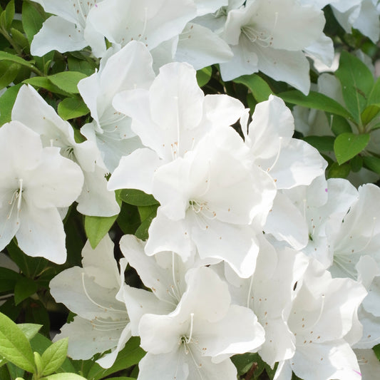 Azalée du Japon Encore White Julia - Bakker