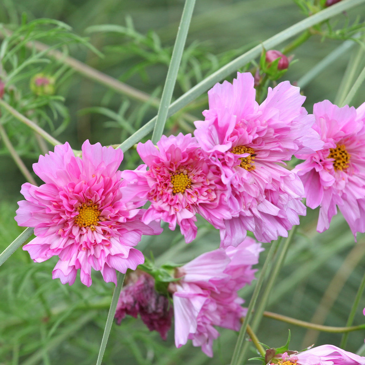 Cosmos double rose - Bakker