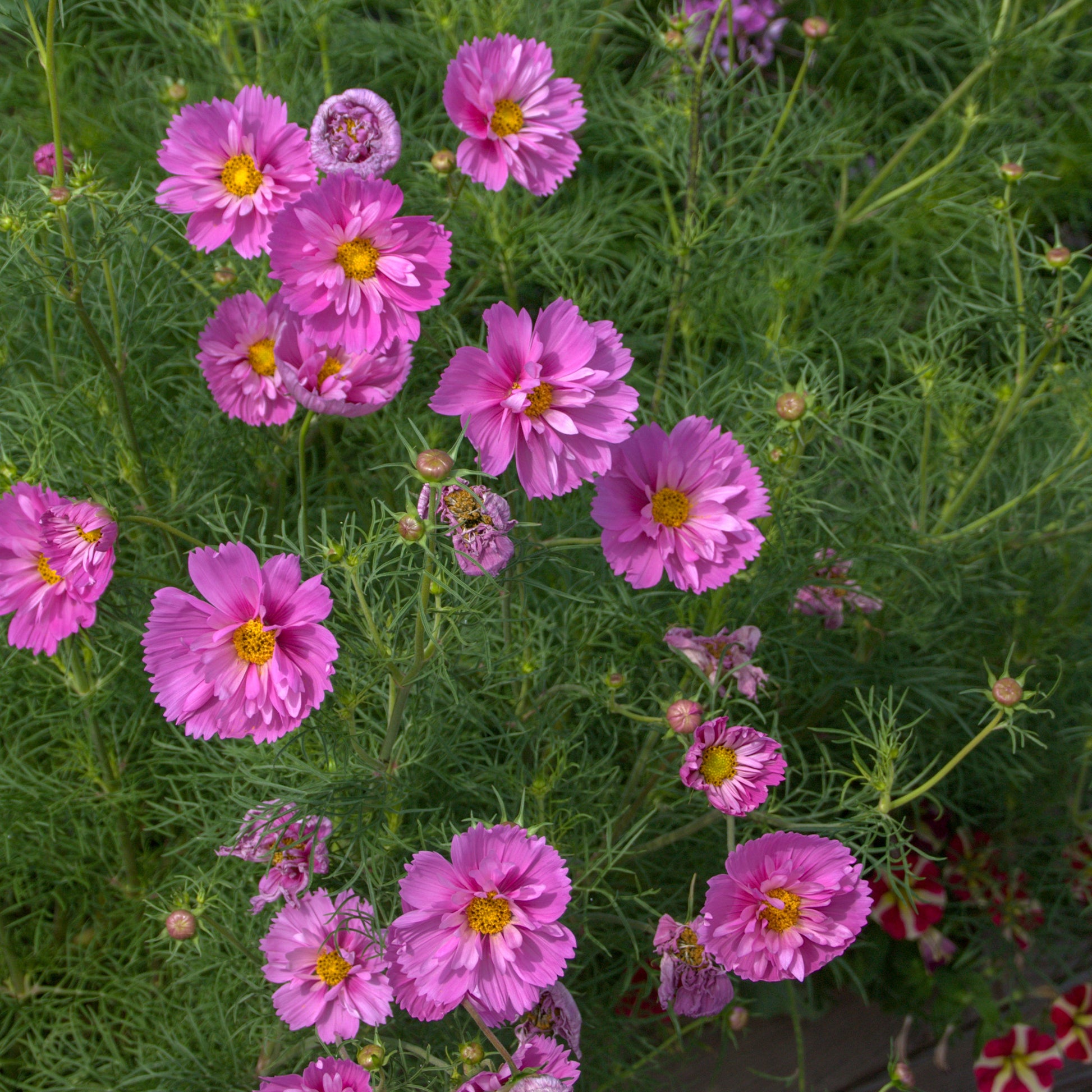 Cosmos double rose - Cosmos bipinnatus 'Double Dutch Rose' - Bakker