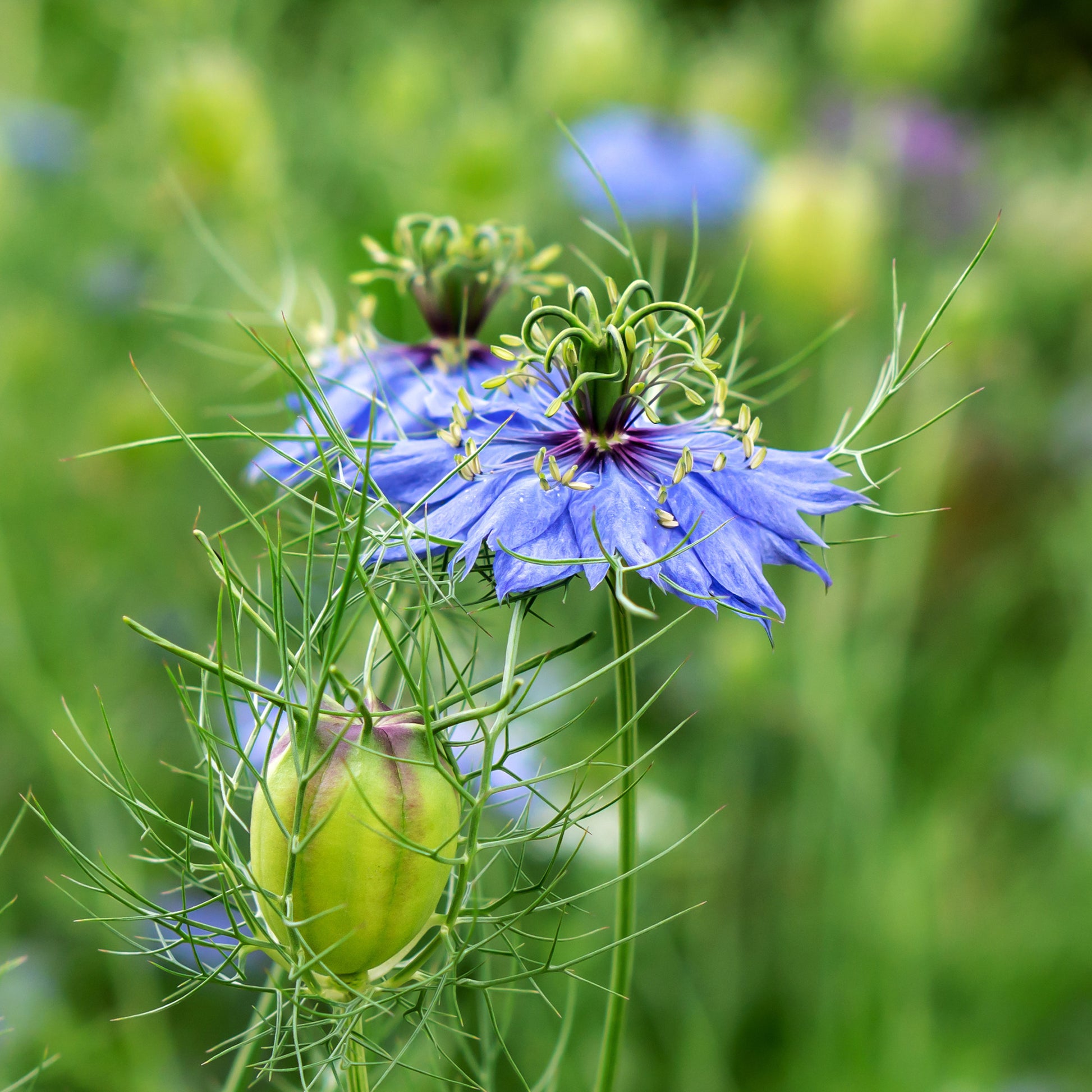 Nigelle d’Espagne 'Midnight' - Nigella papillosa (hispanica) - Bakker