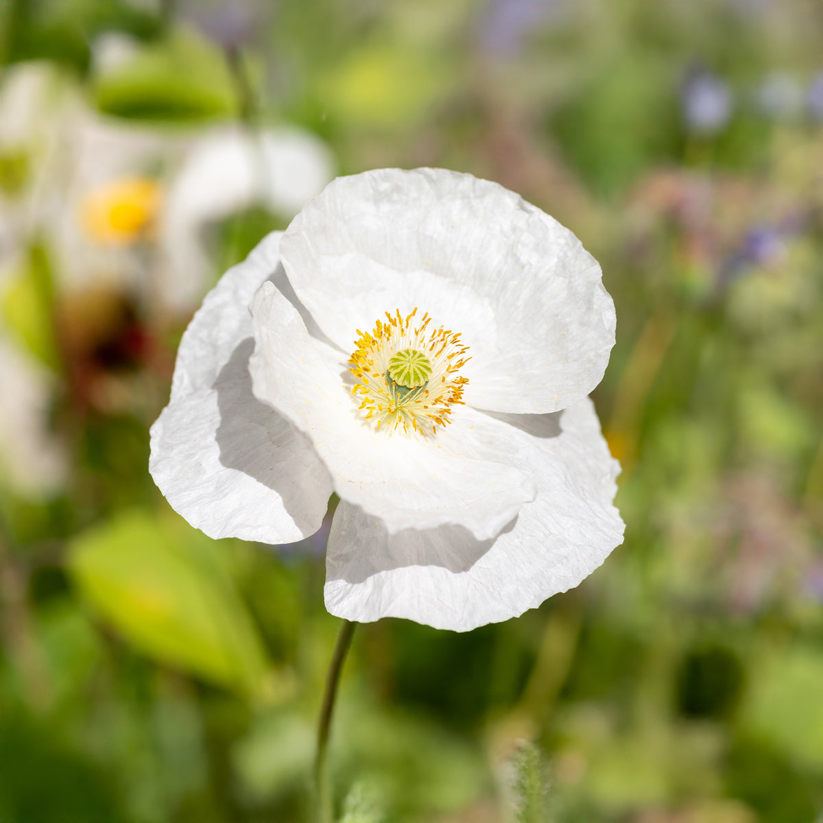 Coquelicot Bridal Silk - Bakker