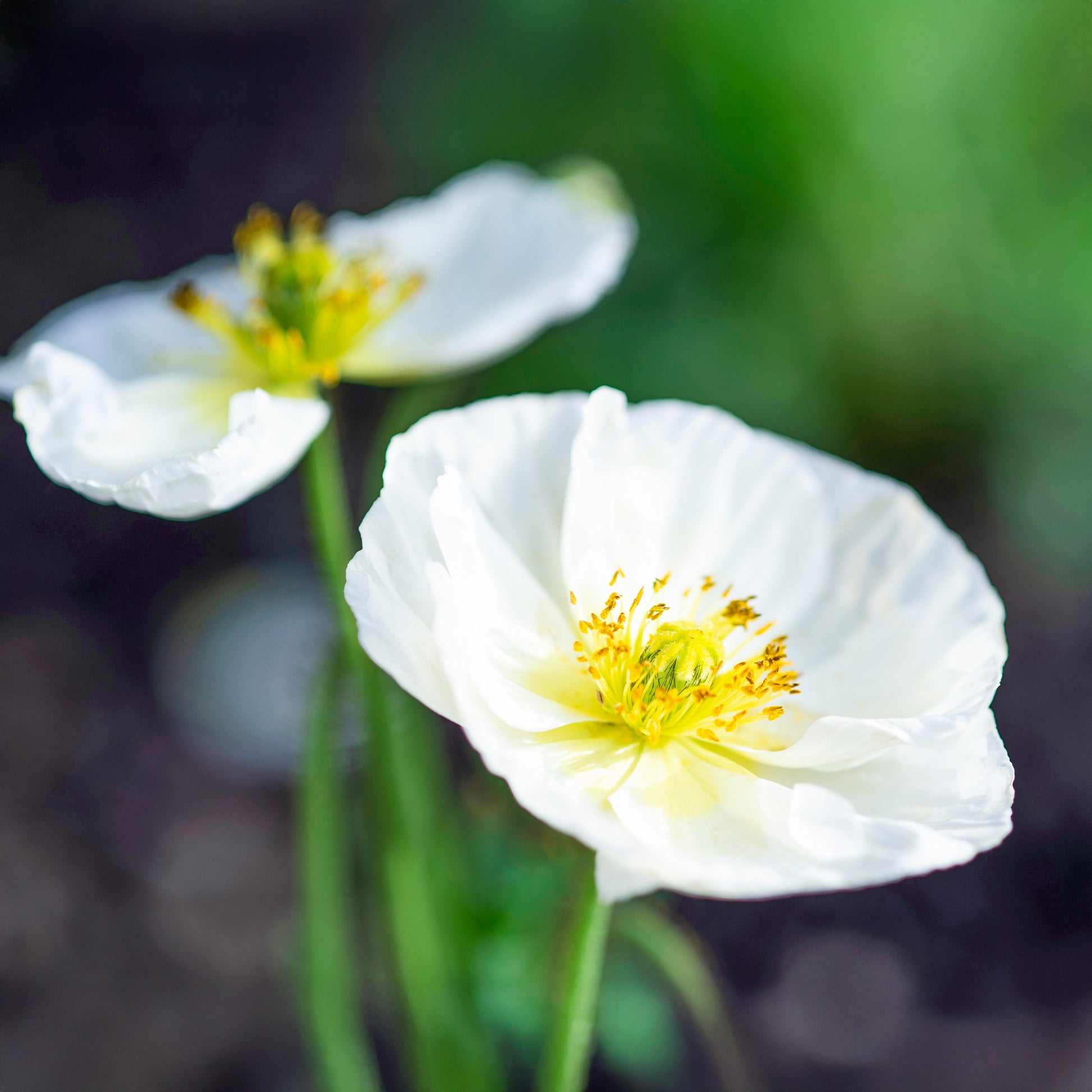 Papaver rhoeas 'Bridal Silk' - Coquelicot Bridal Silk - Graines de fleurs annuelles