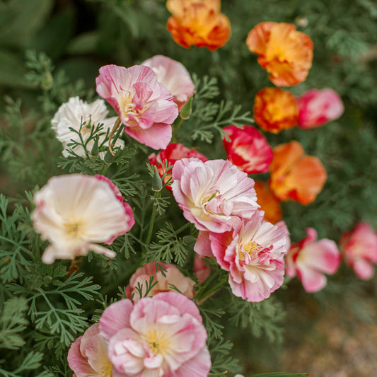 Pavot de Californie Double Appleblossom - Bakker