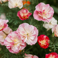 Eschscholzia californica 'Thai Silk Appleblossom Chiffon imp.' - Pavot de Californie Double Appleblossom - Graines de fleurs annuelles