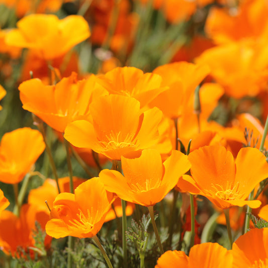 Pavot de californie  'Aurantiaca' - Bakker