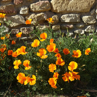 Graines de fleurs comestibles - Pavot de californie  'Aurantiaca' - Eschscholzia californica 'Aurantiaca'