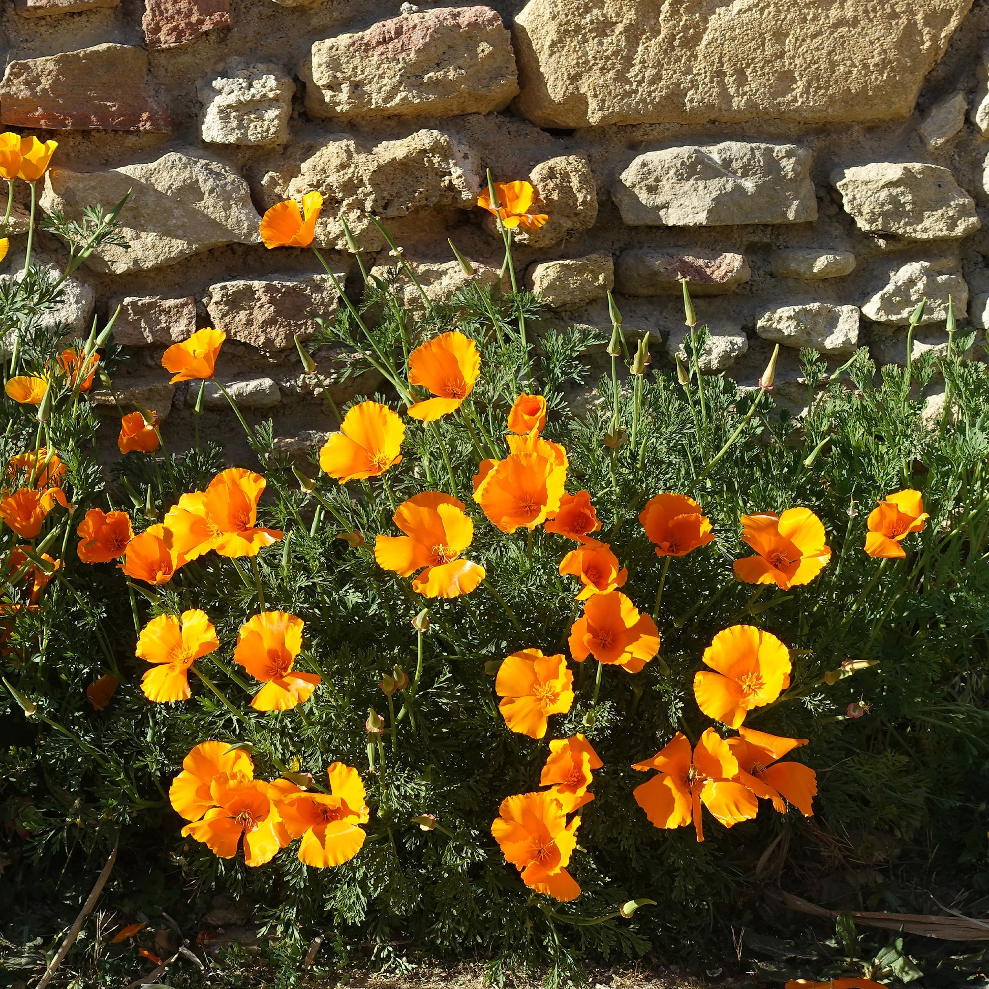 Graines de fleurs comestibles - Pavot de californie  'Aurantiaca' - Eschscholzia californica 'Aurantiaca'