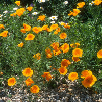 Pavot de californie  'Aurantiaca' - Eschscholzia californica 'Aurantiaca' - Bakker