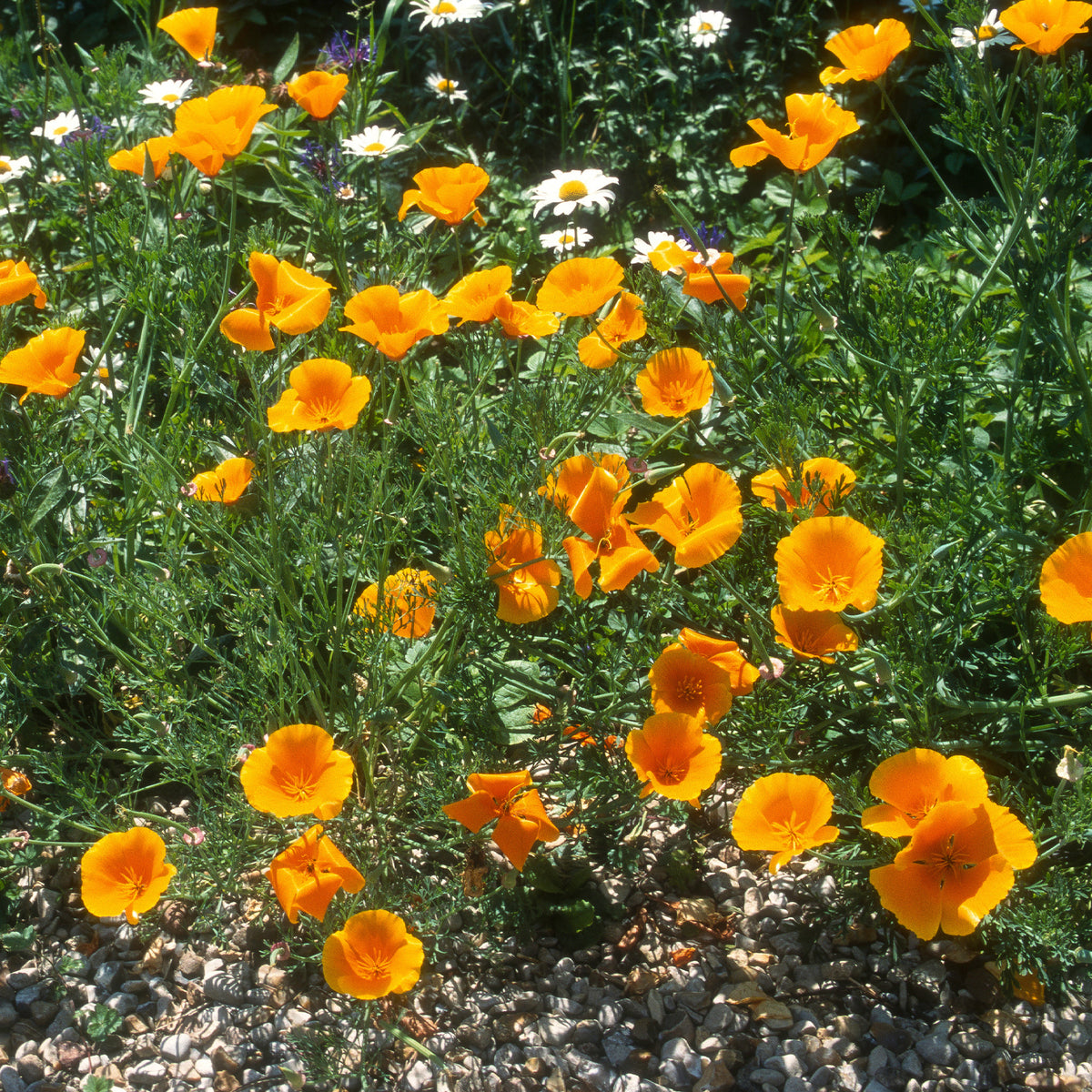 Pavot de californie  'Aurantiaca' - Eschscholzia californica 'Aurantiaca' - Bakker
