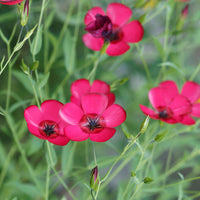 Lin annuel rouge - Linum grandiflorum 'Rubrum' - Bakker