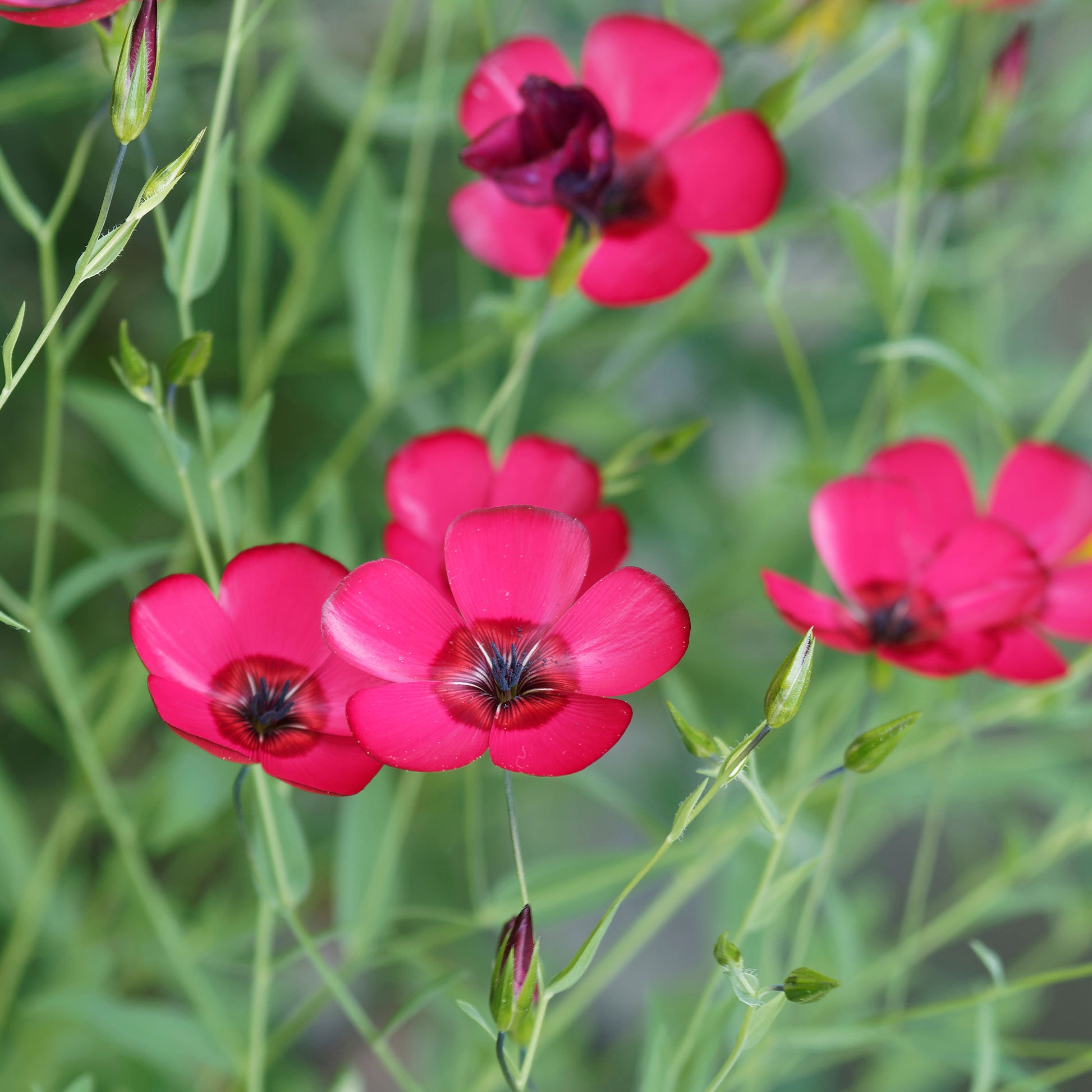 Lin annuel rouge - Linum grandiflorum 'Rubrum' - Bakker
