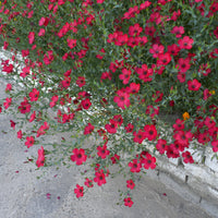 Linum grandiflorum 'Rubrum' - Lin annuel rouge - Graines de fleurs annuelles