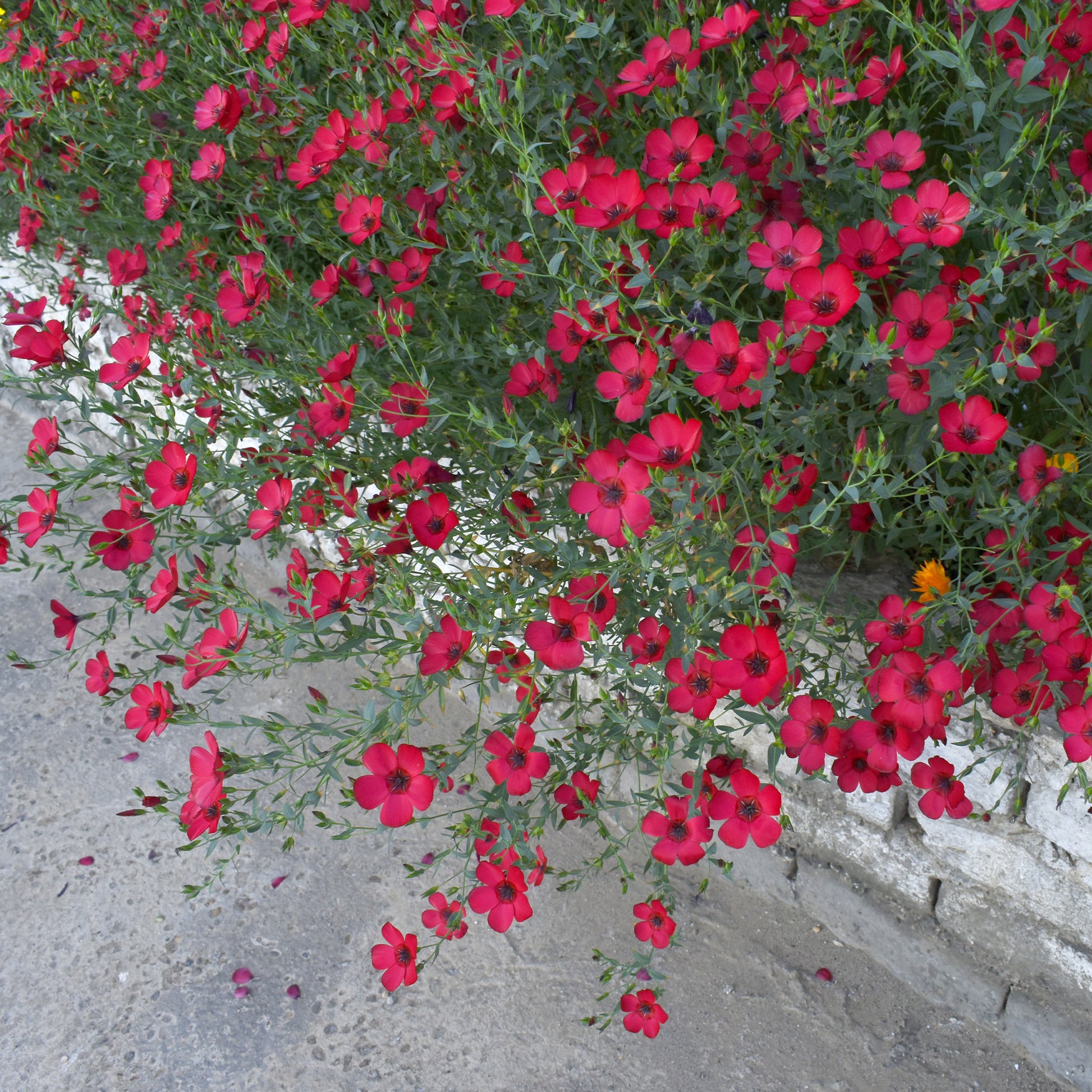 Linum grandiflorum 'Rubrum' - Lin annuel rouge - Graines de fleurs annuelles