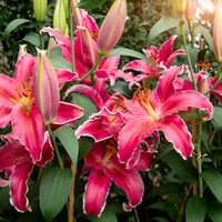 Lillium Gomera - Lis Gomera - Bulbes de Lys