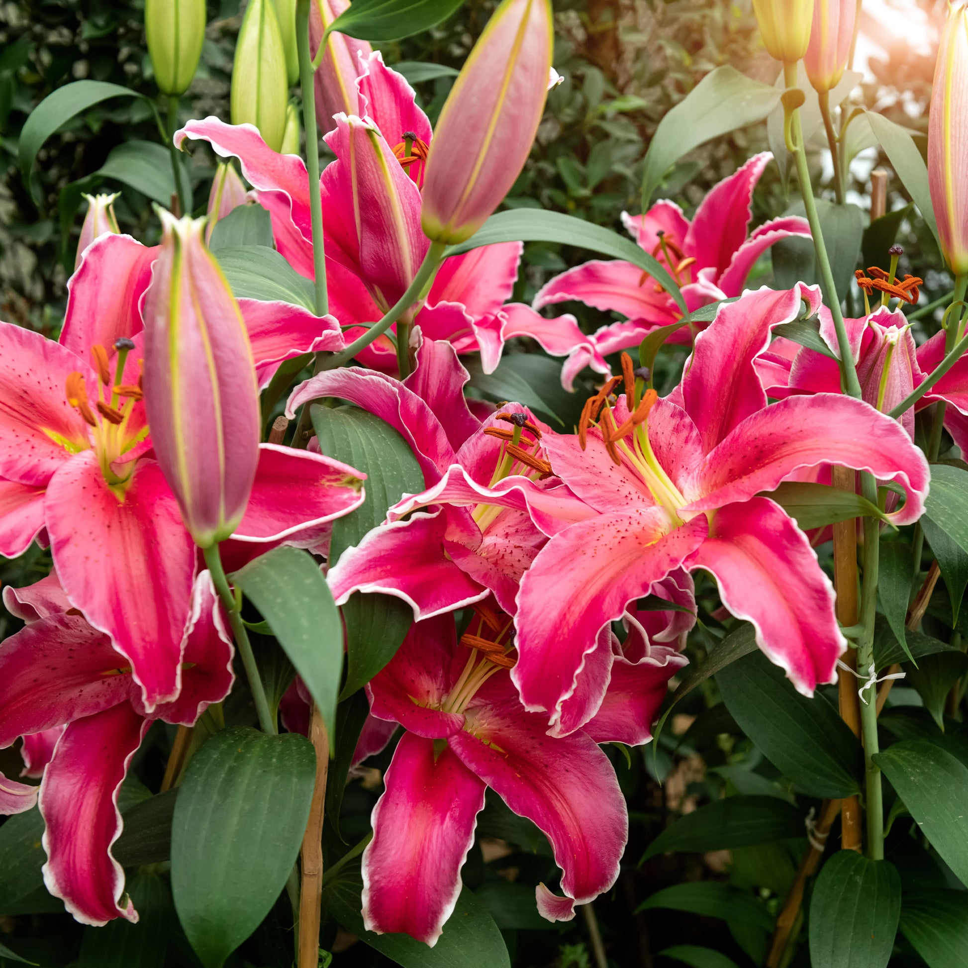 Lillium Gomera - Lis Gomera - Bulbes de Lys
