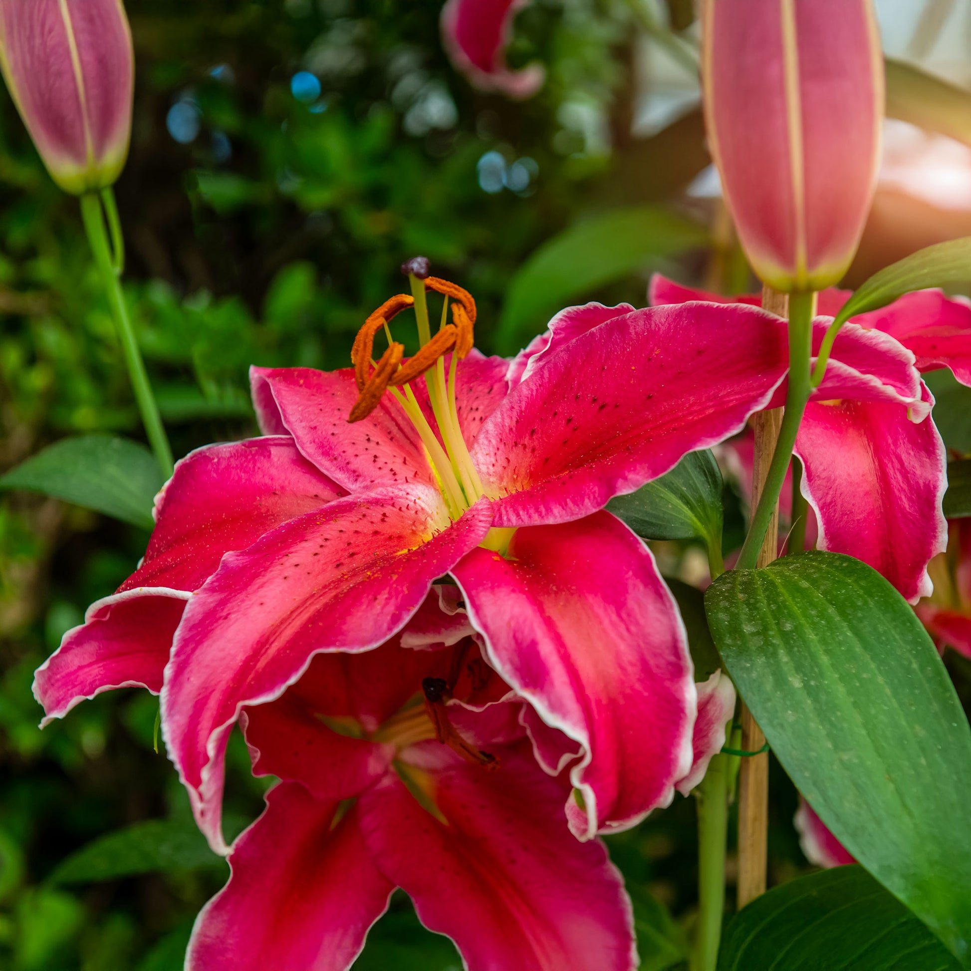 Lis Gomera - Lillium Gomera - Bakker