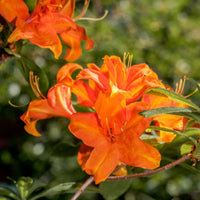 Azalée de Chine Glowing Amber - Bakker