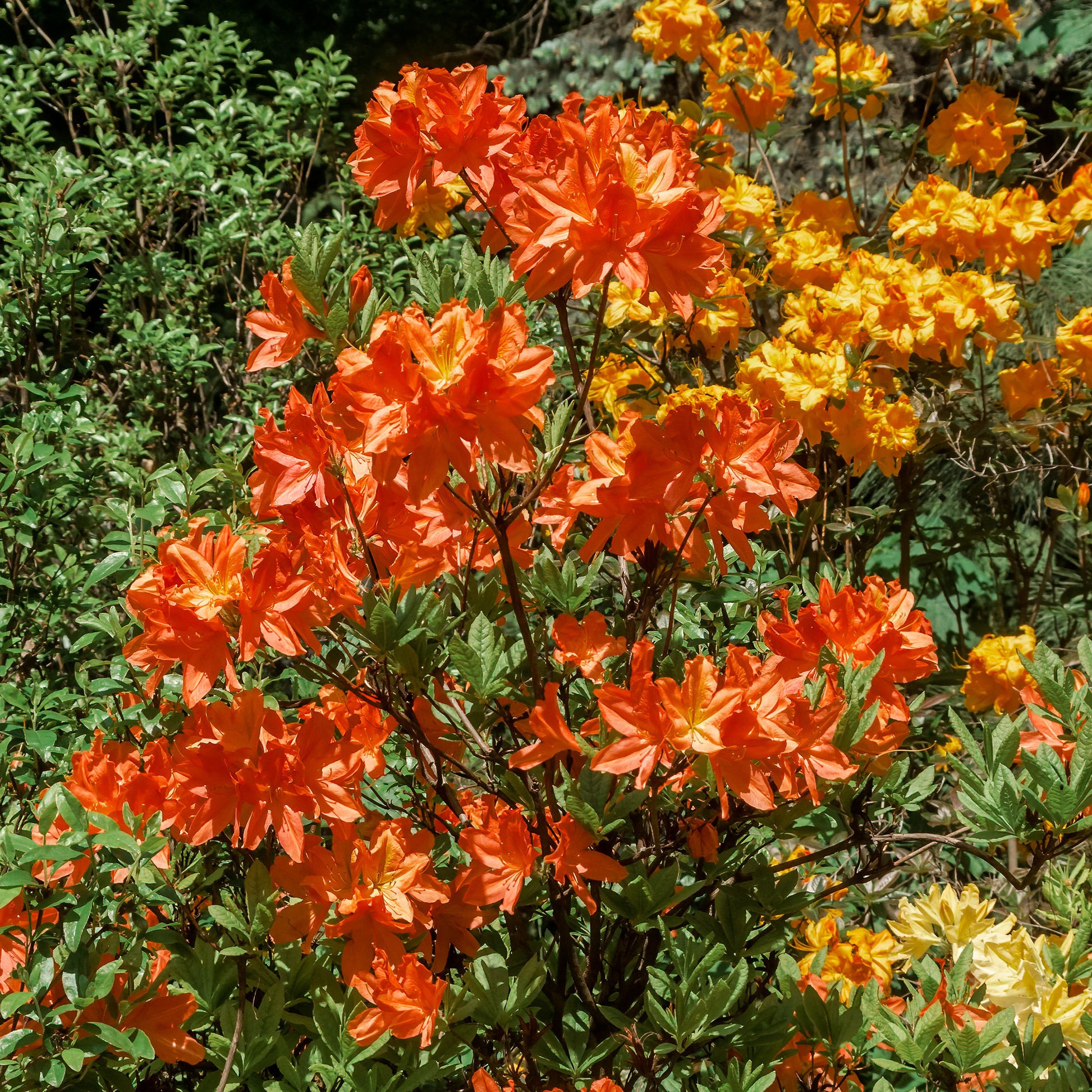 Azalée de Chine Glowing Amber - Rhododendron (Azalea) mollis Glowing Embers - Bakker