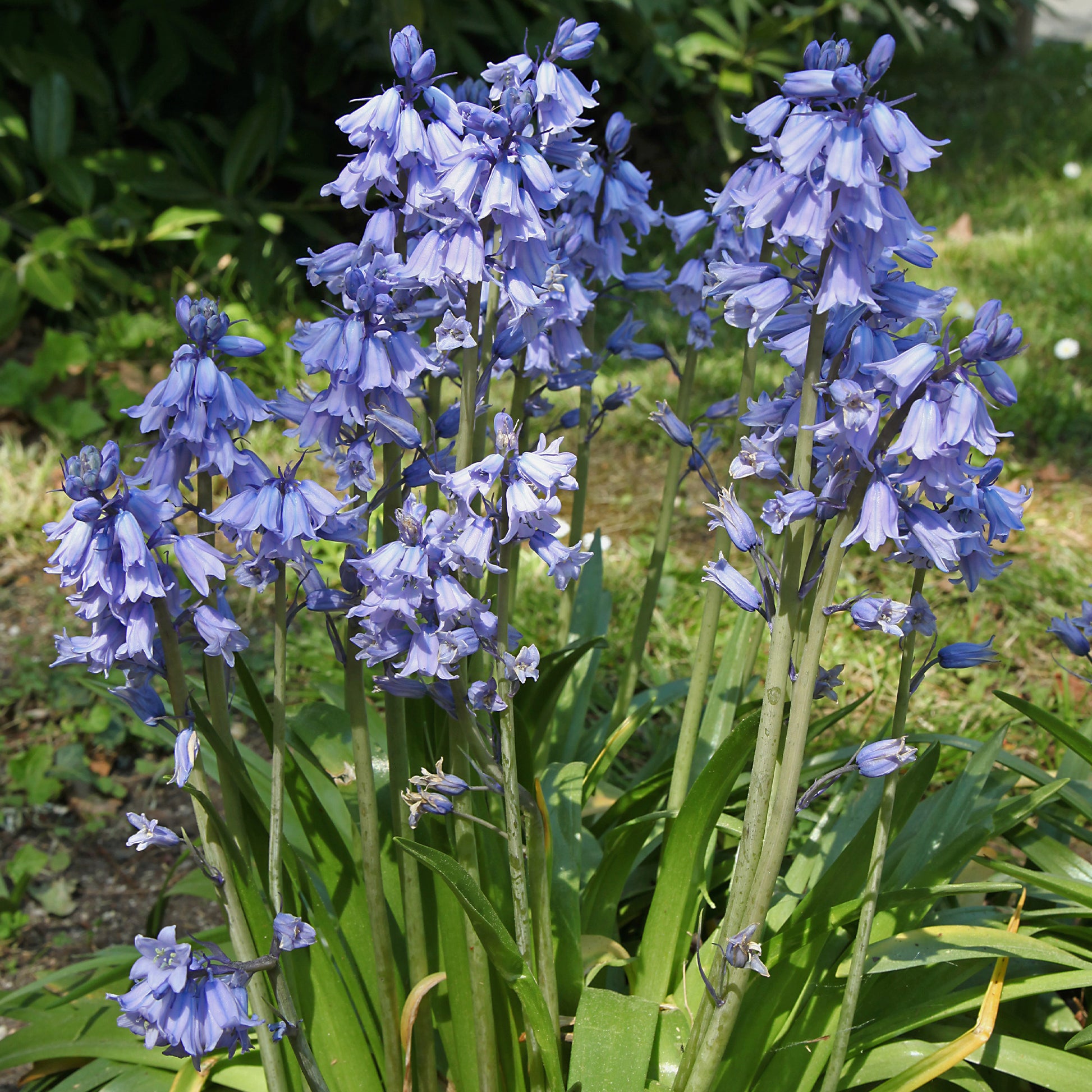 Bulbes de Jacinthe - Jacinthe des bois bleue - Scilla Campunulata blue