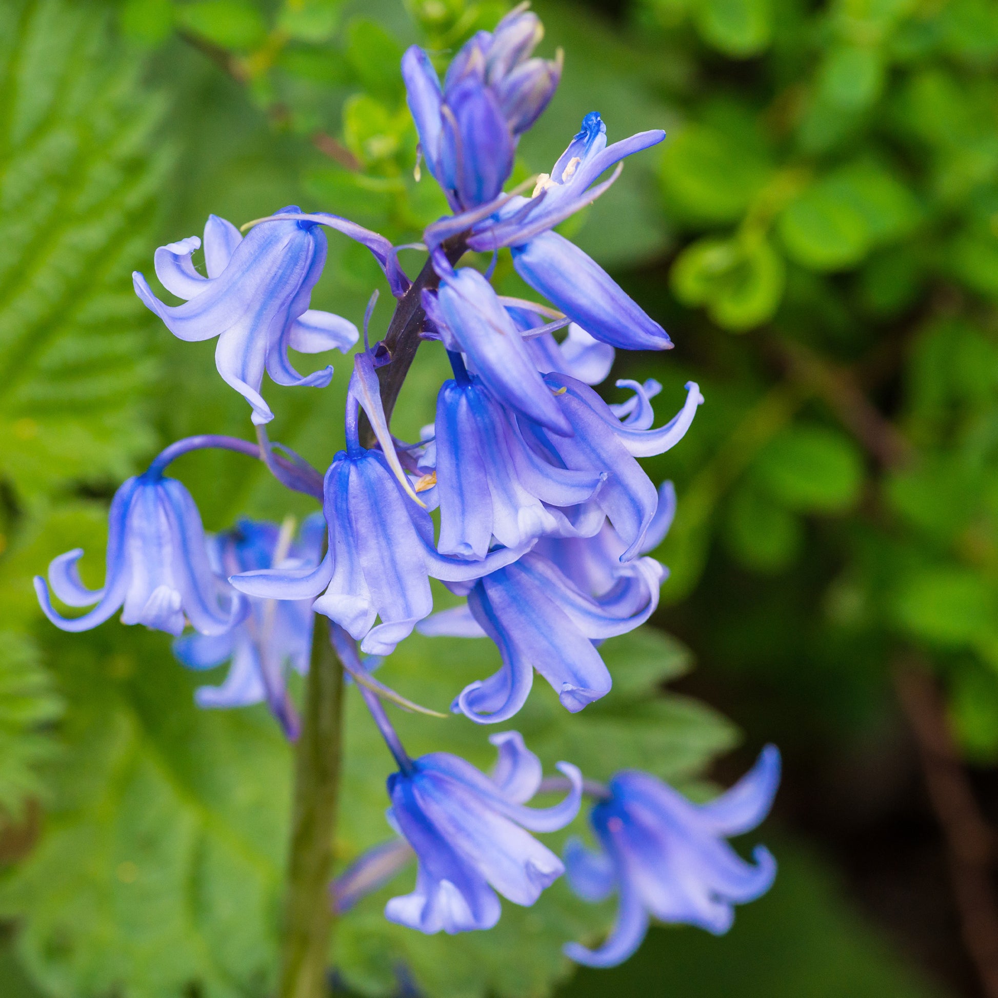 Jacinthe des bois bleue - Bakker