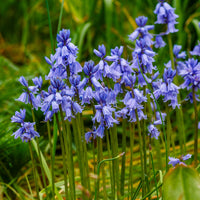 Jacinthe des bois bleue - Scilla Campunulata blue - Bakker