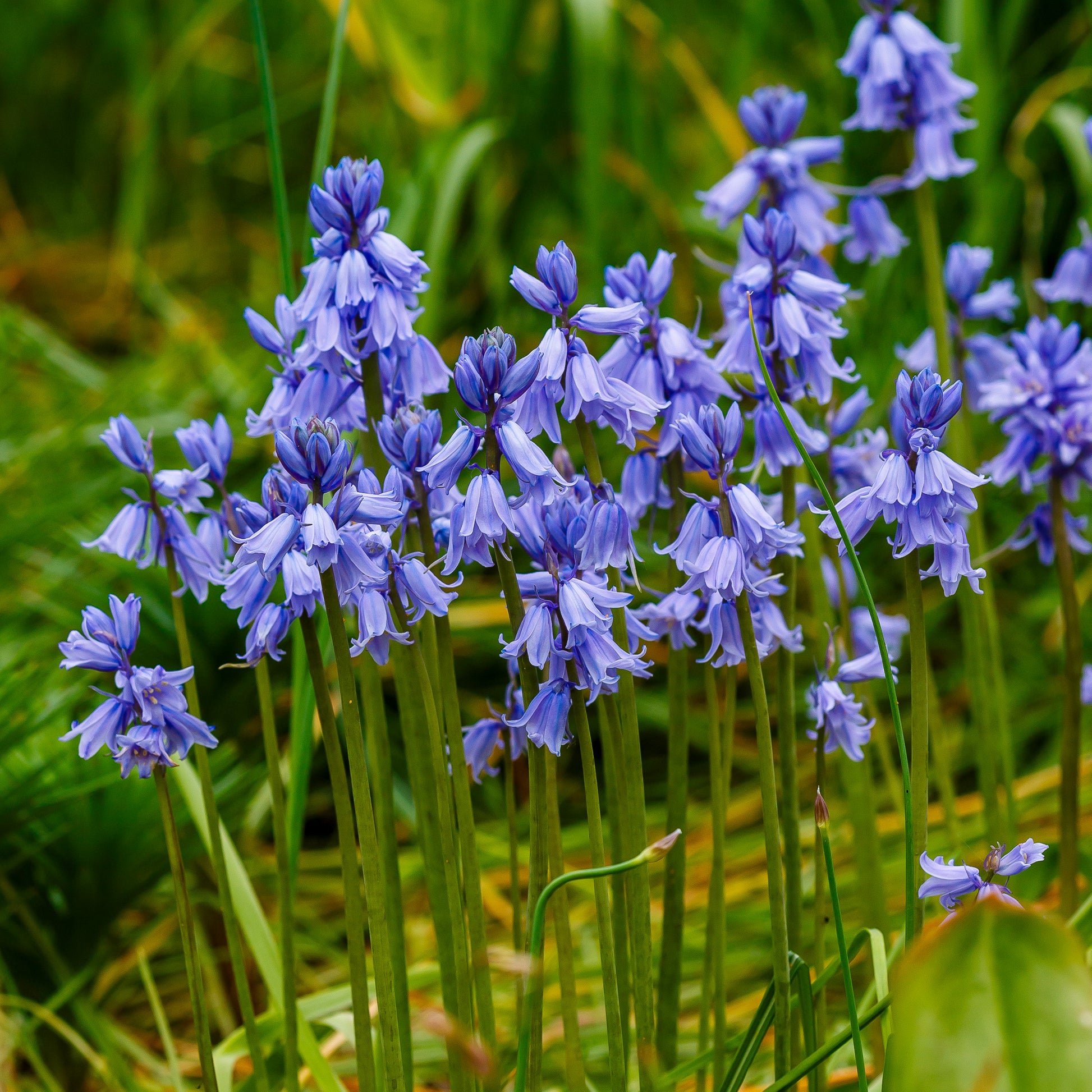 Jacinthe des bois bleue - Scilla Campunulata blue - Bakker