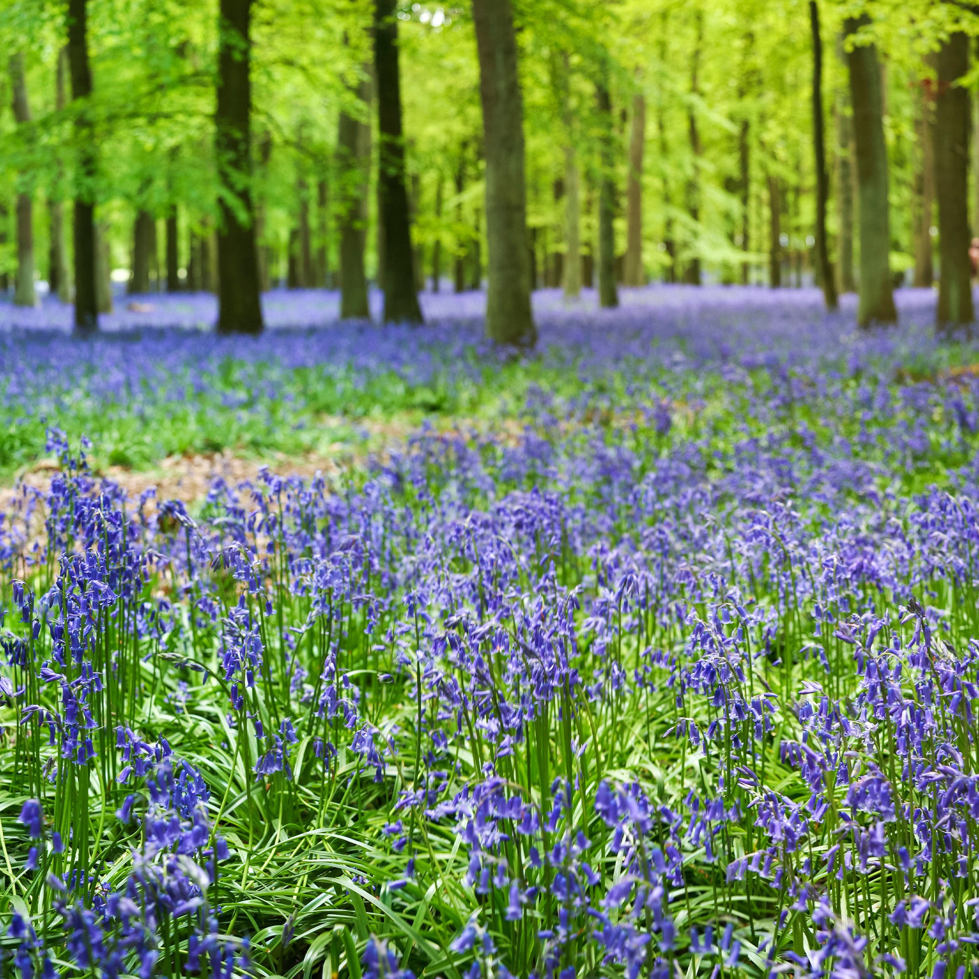 Scilla Campunulata blue - Jacinthe des bois bleue - Bulbes de Jacinthe