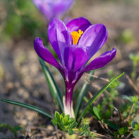 15 Crocus Flower Record - Crocus vernus flower record - Bakker