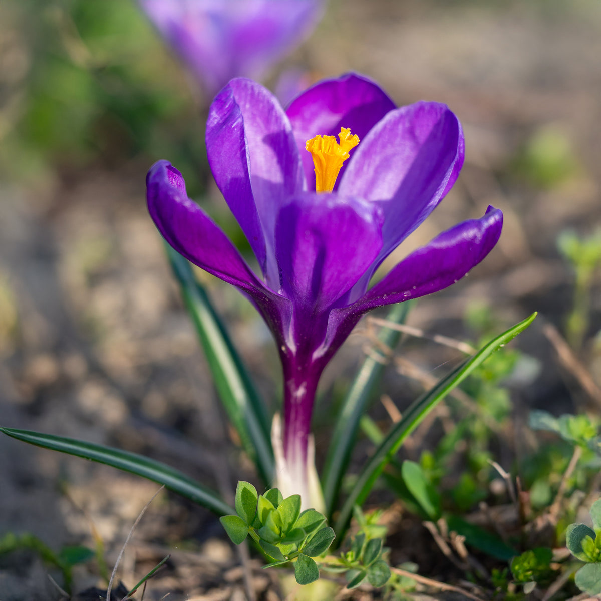15 Crocus Flower Record - Crocus vernus flower record - Bakker