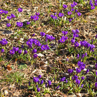 15 Crocus Flower Record - Bakker