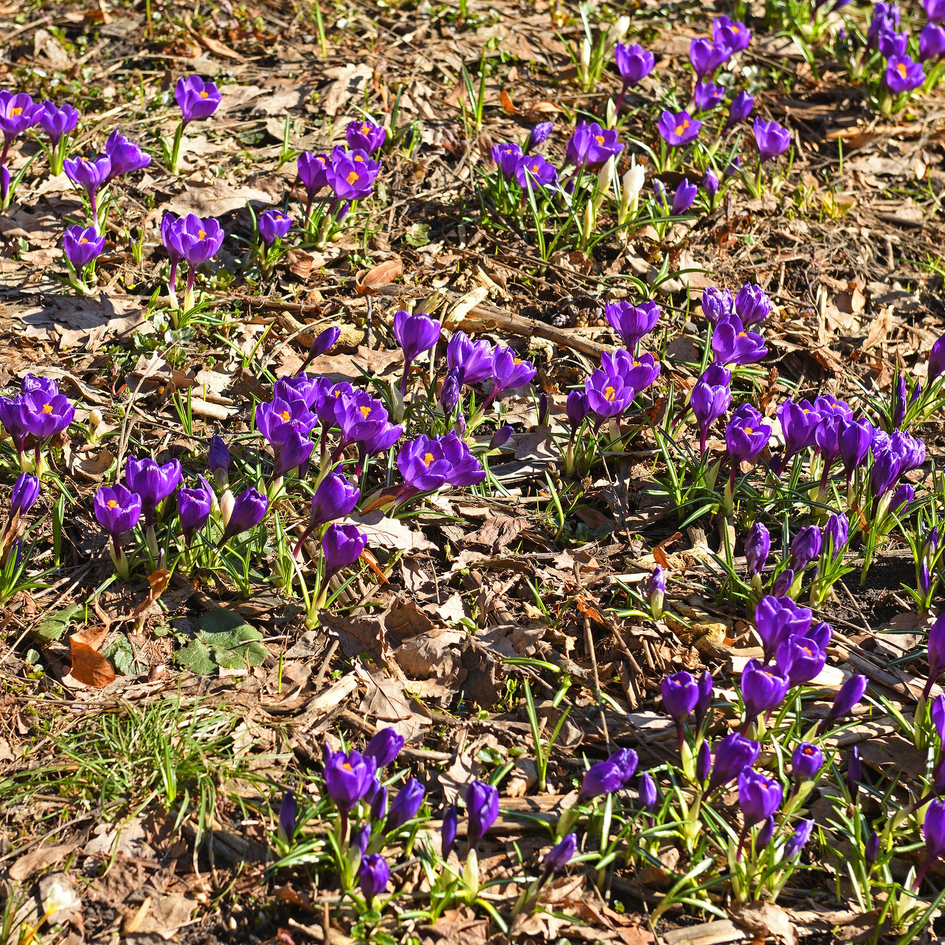 15 Crocus Flower Record - Bakker