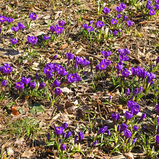 15 Crocus Flower Record - Bakker