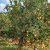 Mandarinier - Bakker