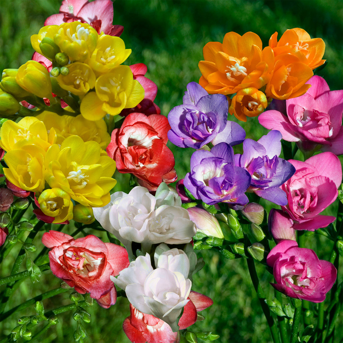 Bulbes de Freesia - 25 Freesias à fleurs doubles en mélange - Freesia