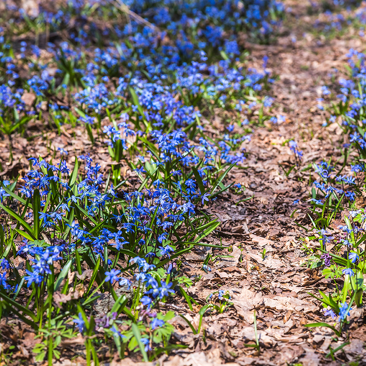 Scilla siberica - Scille de Sibérie - Bulbes de Jacinthe