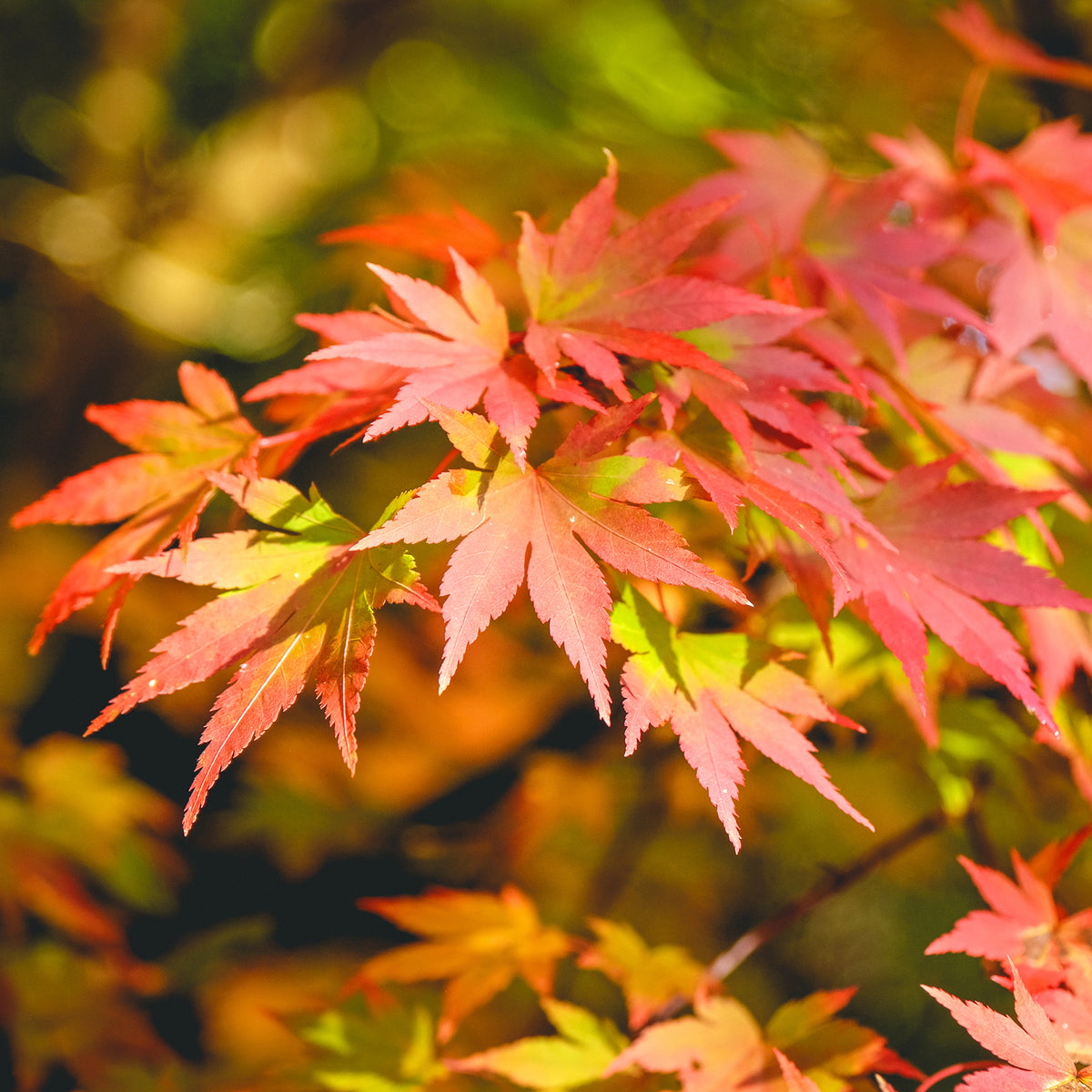 Érable du Japon 'Orange Dream' - Bakker