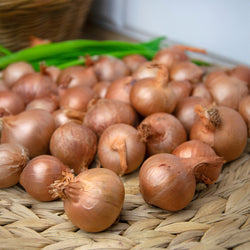 Echalote 'Red Sun' - Bakker