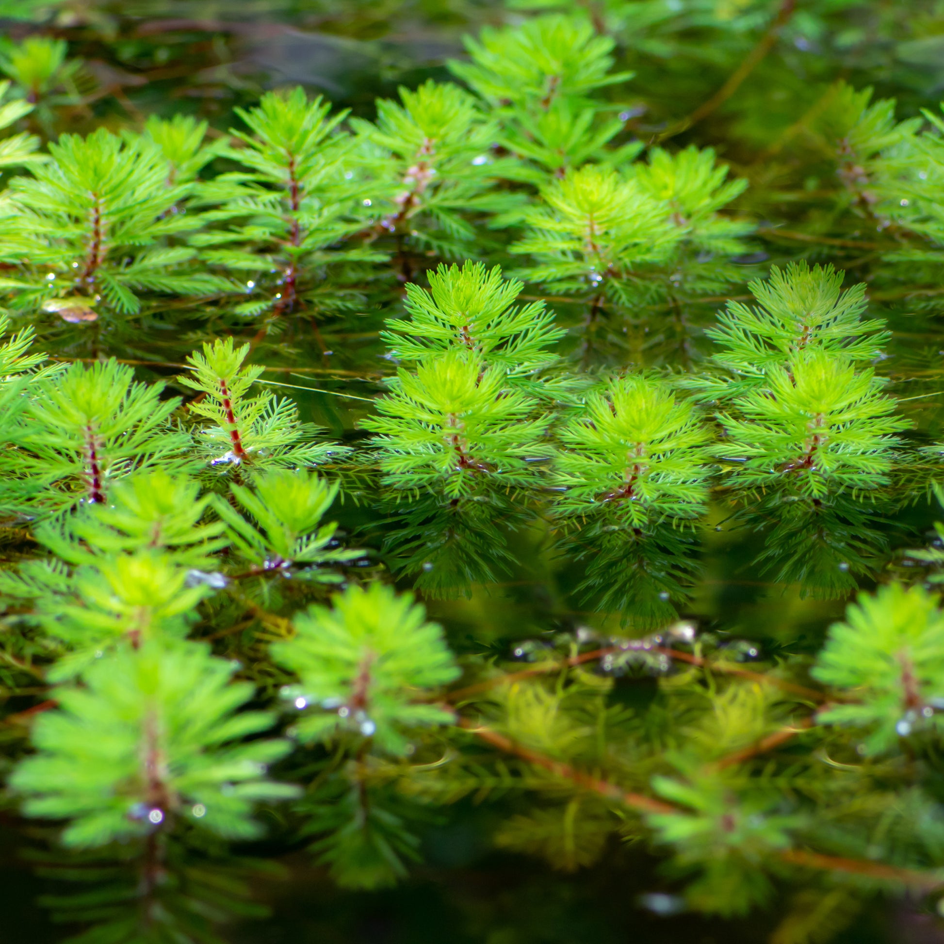 Myriophyllum rubricaule Red Stem - Myriophyllum 'Red Stem' - Plantes aquatiques par type de bassin
