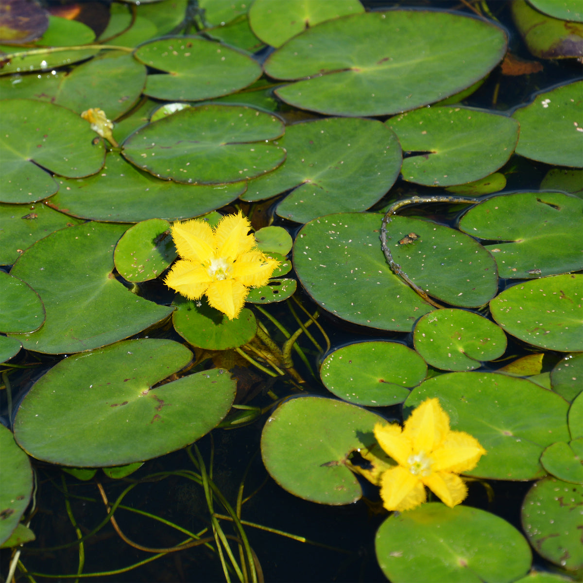 Nymphoides peltata - Limnanthème faux-nénuphar - Nénuphars