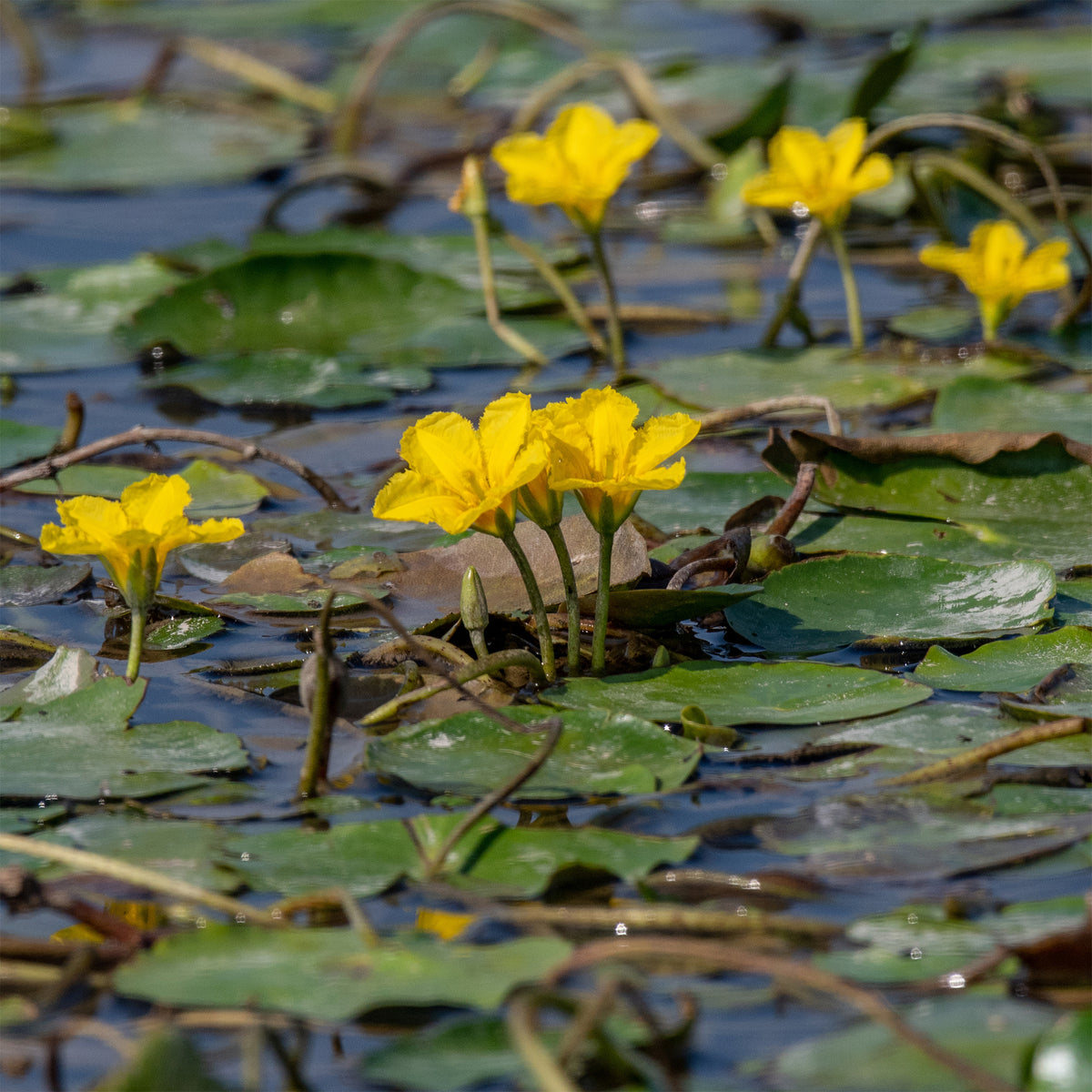 Limnanthème faux-nénuphar - Nymphoides peltata - Bakker