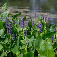 Pontédérie à feuilles en coeur - Bakker