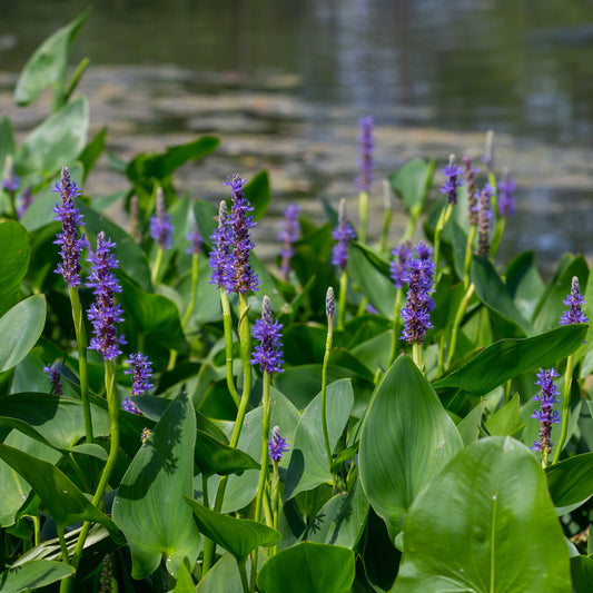Pontédérie à feuilles en coeur - Bakker